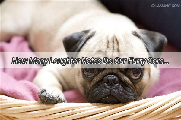 How Many Laughter Notes Do Our Furry Companions Have Unveiling the Hilarious World of Canine Chuckles